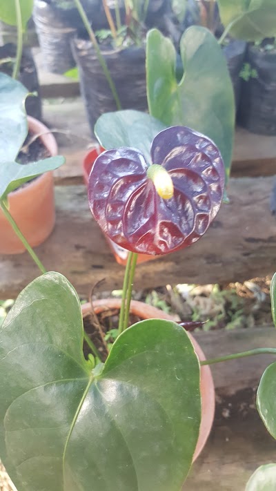 Photos of Vivero Santa Fe