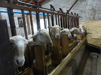 Ferme de la Chancelière à Le Girouard