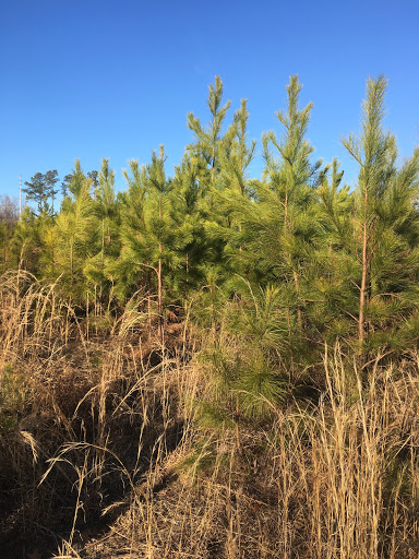 Duke Forest (Hillsboro Division) Gallery - United States