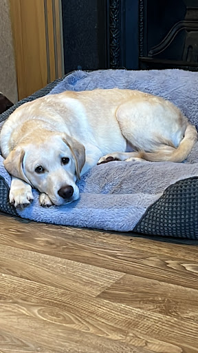 Southborough Pet Groomers - Thumbnail