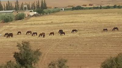Photos of مخبزة الافراح