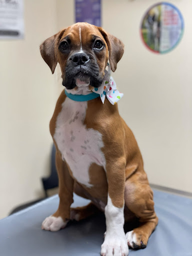 Kirksville Small Animal Hospital Gallery - United States