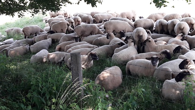 Cèdre Blanc