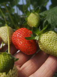 Photo n°6 de LA FERME LAUR'ETTE à Wavrin (Ferme)