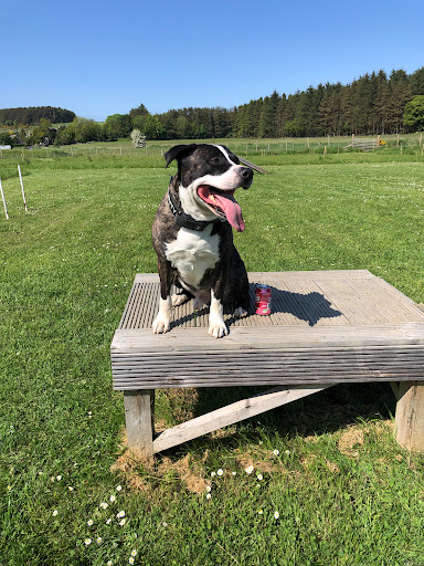 Inca's Trail Secure Dog Park