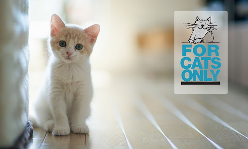 For Cats Only - Visual