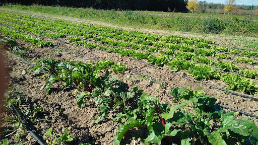 Cooperativa Amrita Prodotti Biologici - Thumbnail
