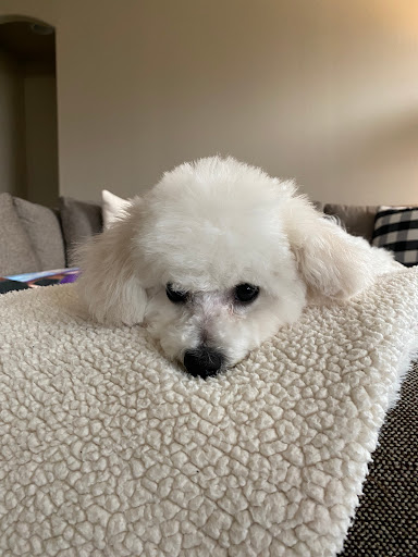 Doggy Dreams Grooming Gallery - United States