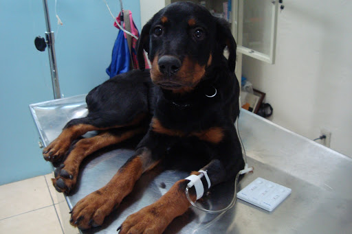 Perros y Gatos. clinica Veterinaria