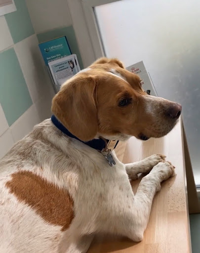 Veterinary Clinic Lonchay Soete