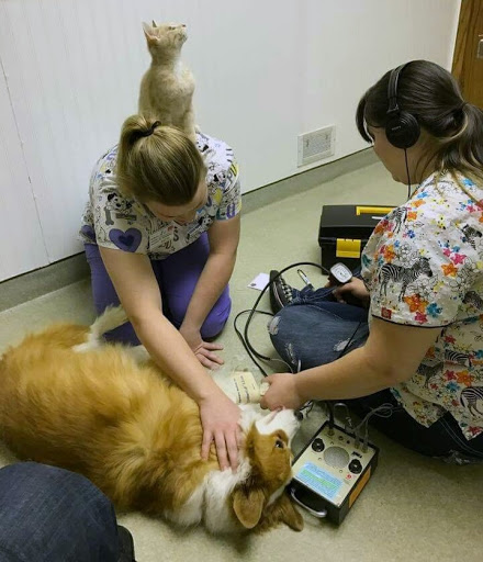 Bellevue Animal Hospital PC - Thumbnail