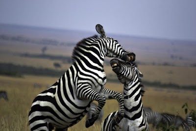 Photos of Wild Extracts Wildlife Photographic & Safaris