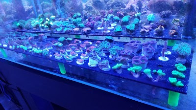 Corals & More