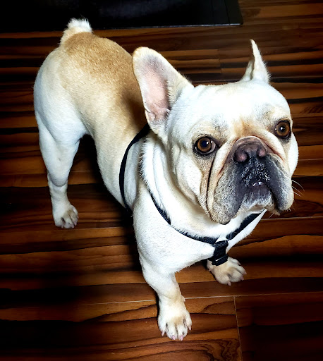 Leland Veterinary Hospital - Thumbnail