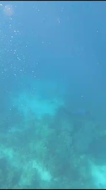 Dolphintour and snorkeling by null