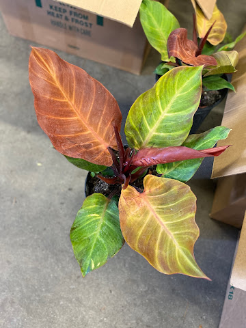 Garden Seventeen by null