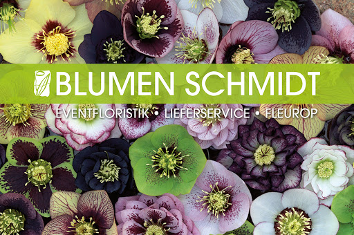Blumenschmidt - Visual