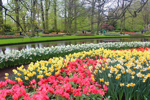 Keukenhof