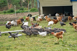 Photo n°1 de la ferme du poulet qui va bien à Le Meillard (Élevage de volailles)