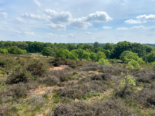 Hartlebury Common - Thumbnail