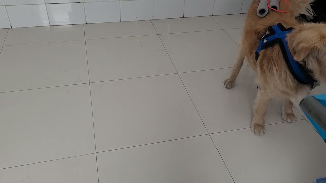 Horarios de Centro Kinesiológico Veterinario DRA.VINKA YUTRONIC