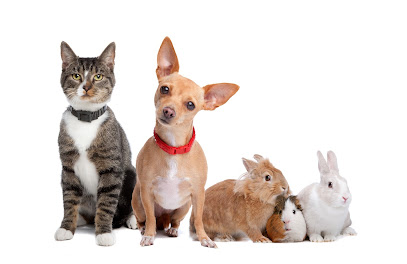 Foto de Animal Clinic of Bay Ridge