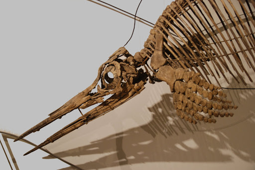 Fossiland - Thumbnail