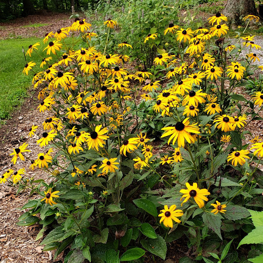 The Garden At Portridge - Thumbnail