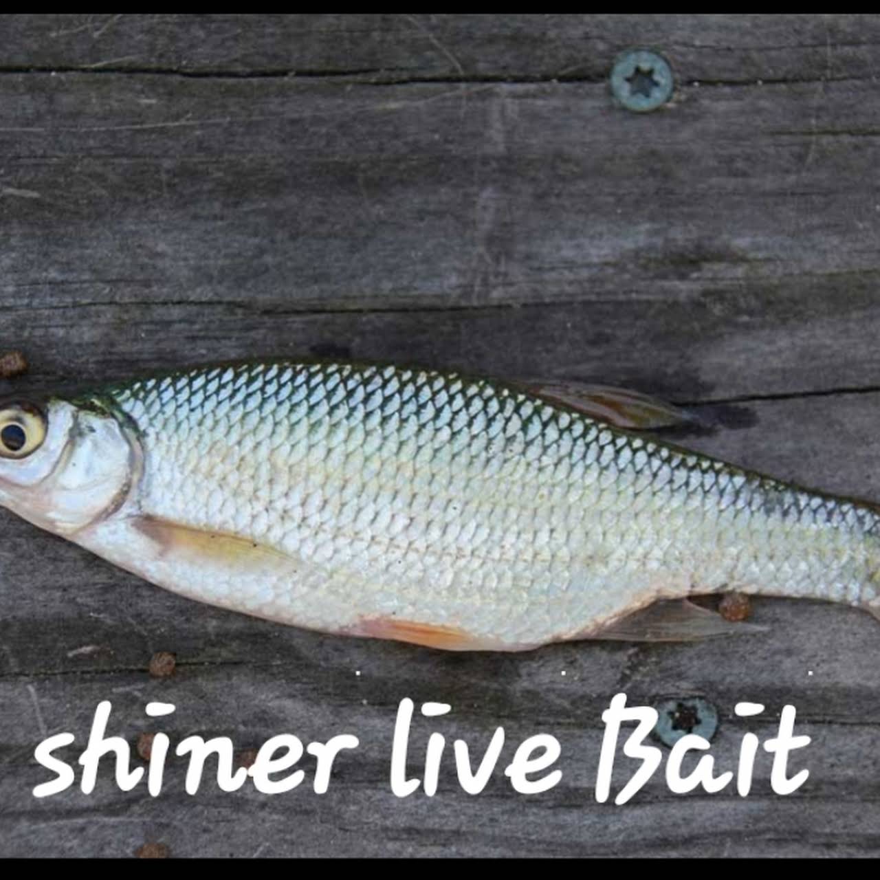 24 Hours Live Bait and Tackle Bait Shop in North Miami Beach
