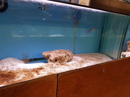 Maidenhead Aquatics Basingstoke - Thumbnail