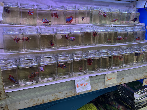 Hai Jing Aquarium - Thumbnail