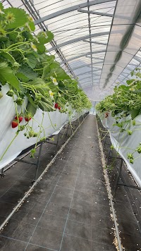 福岡農園いちご狩り