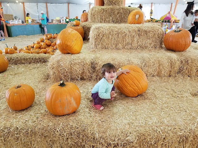 Del Mar Pumpkin Station Pumpkin Patch