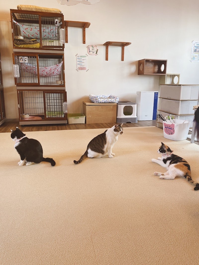 保護猫カフェさくら２号店
