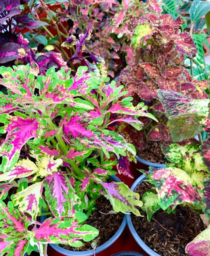 Vivero Maxima / Venta de Plantas y jardinería