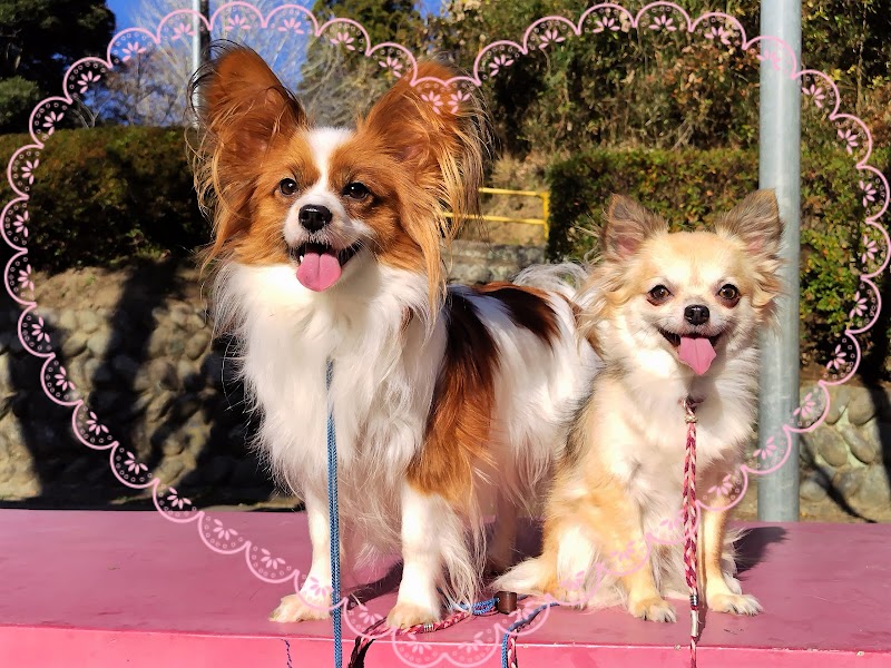 ライラック犬舎 土屋弘美