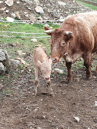 Photo n°10 de La Ferme Chassard (sur RDV) à Bénonces (Magasin de produits de la ferme)