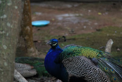 Photos of Aviary