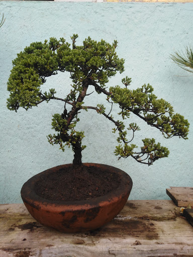 Arte Bonsai Otomí - Thumbnail