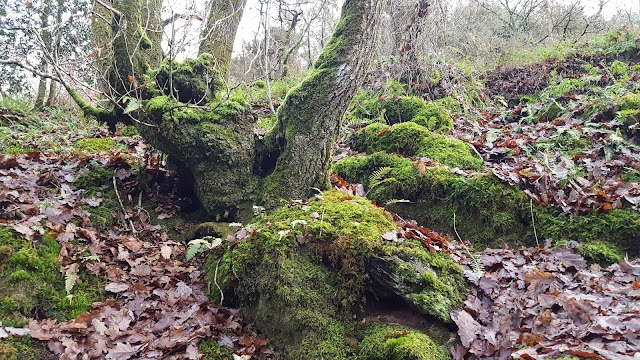 La forêt de Brocéliande