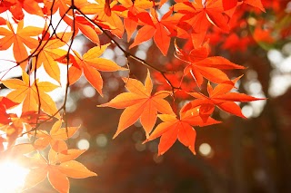 Orchard House Care Home