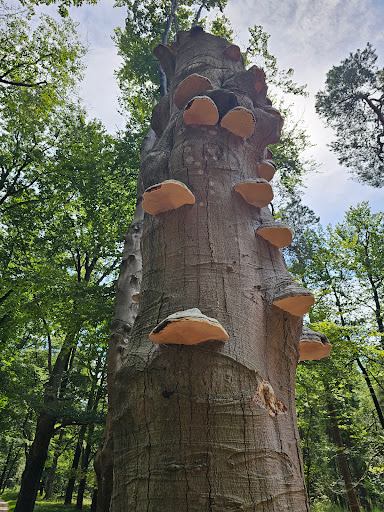 Garderen - Thumbnail