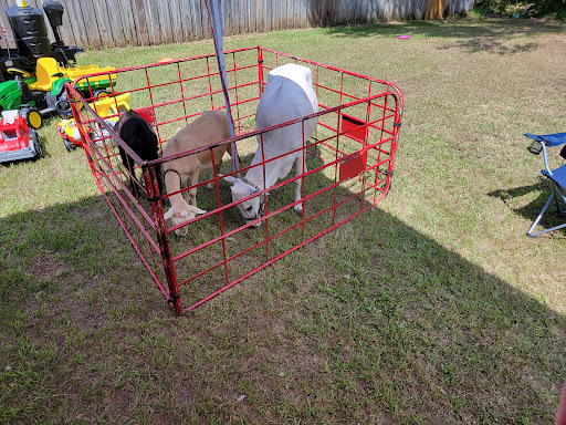 Cock-A-Doodle-Doo Petting Zoo