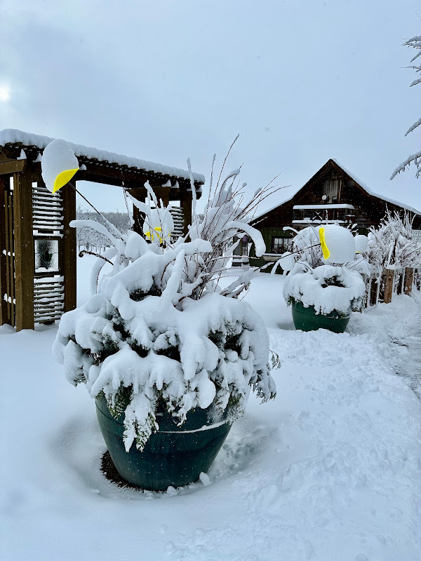 Countryside Tree Farms & Landscaping