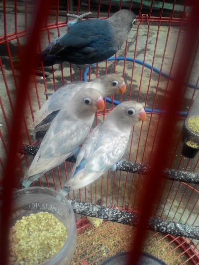 Photos of Arka BF Salatiga