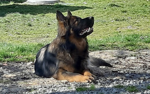 Photo n°22 de Domaine du Monde d'Éponya à Jouhet (Éleveur de chiens)