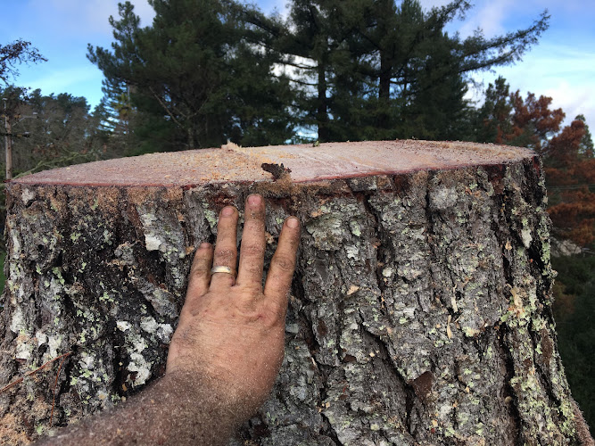 Matthew Banchero's Tree Service