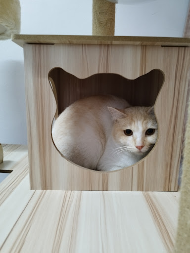 Alee Cat House Grooming and Boarding services