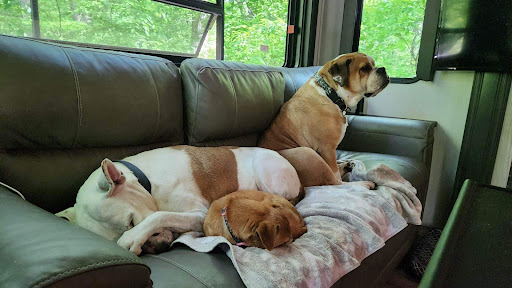 Cape Charles Animal Hospital