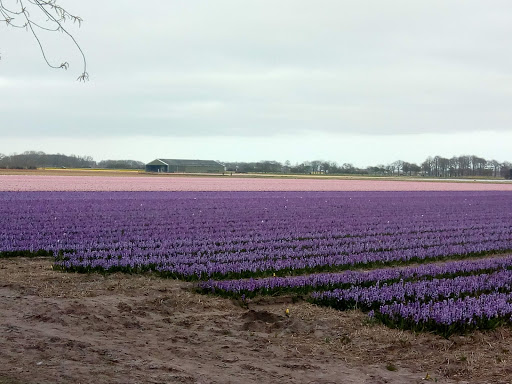 Noordwijk, Gooweg - Thumbnail